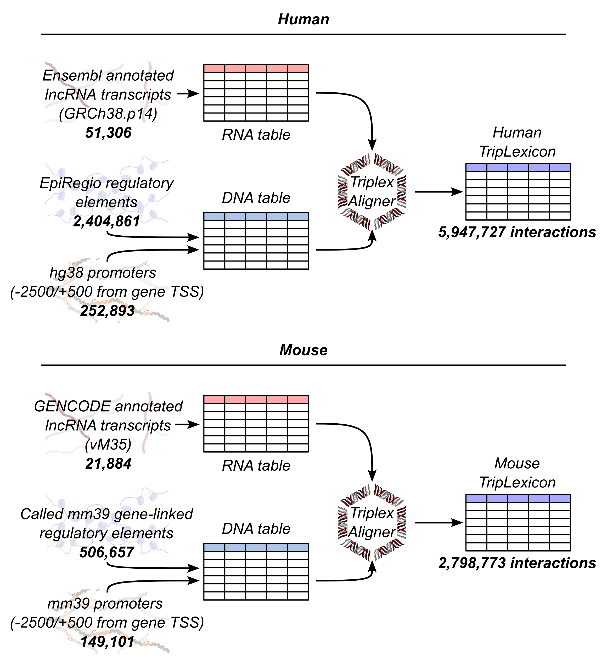 TripLexicon structure