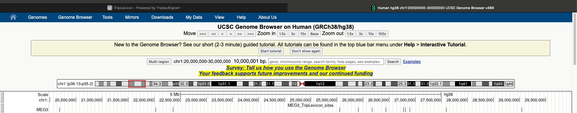 UCSC genome browser view of predicted DNA interaction sites for RNA gene MEG3.